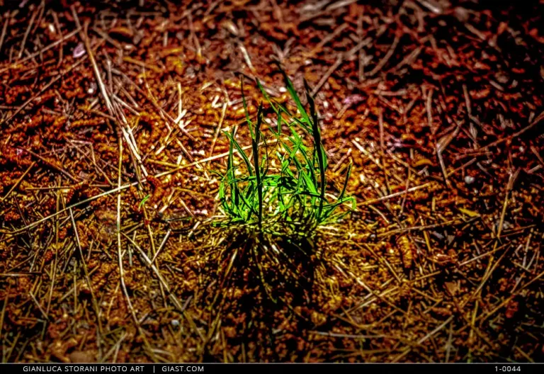 Un filo d’erba nel sentiero di un bosco