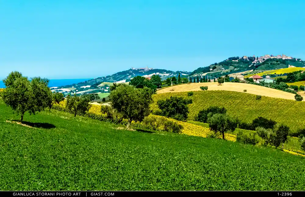 Paesaggio collinare marchigiano