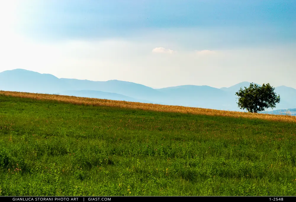 Un albero solitario