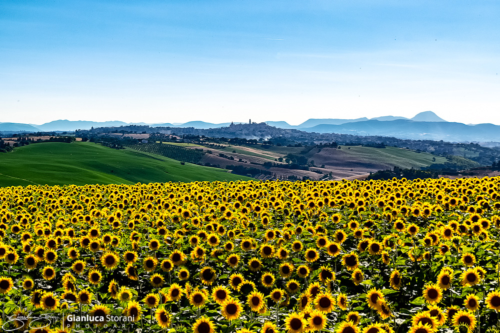 Macerata E I Campi Di Girasole Tra Le Colline Gianluca Storani Photo Art