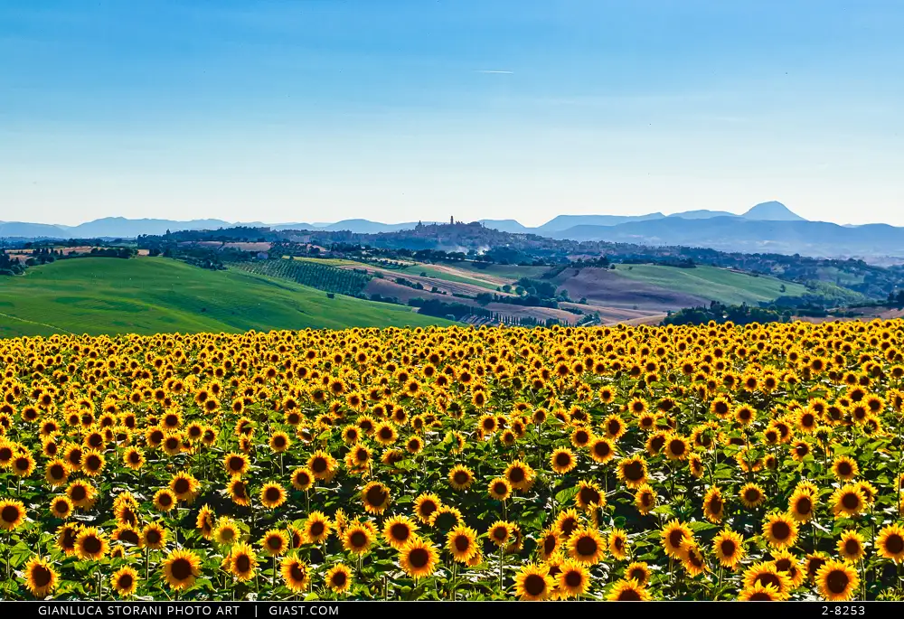 Campi di girasole con Macerata sullo sfondo