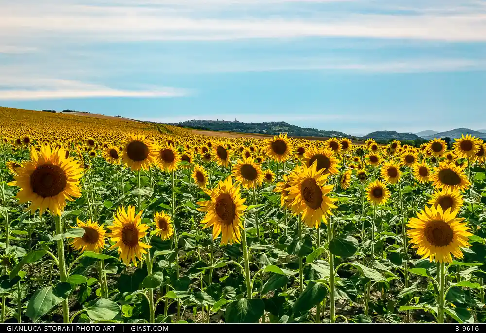 Un campo di girasole