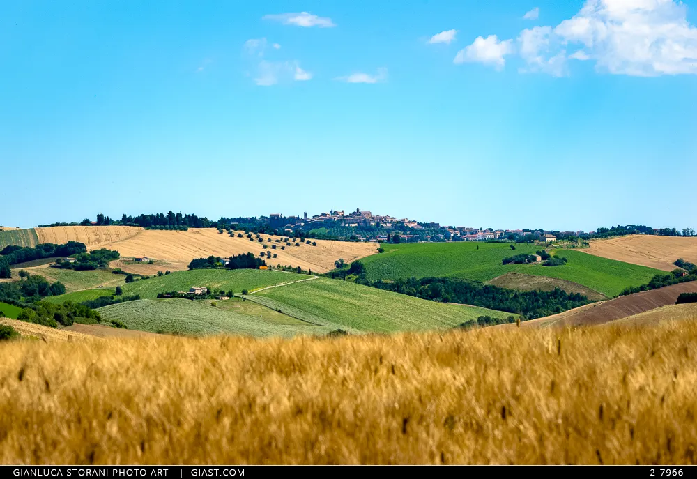 In questa foto la sfavillante bellezza della campagna maceratese colorata d'oro dei campi di grano. Sullo sfondo la città di Montelupone.