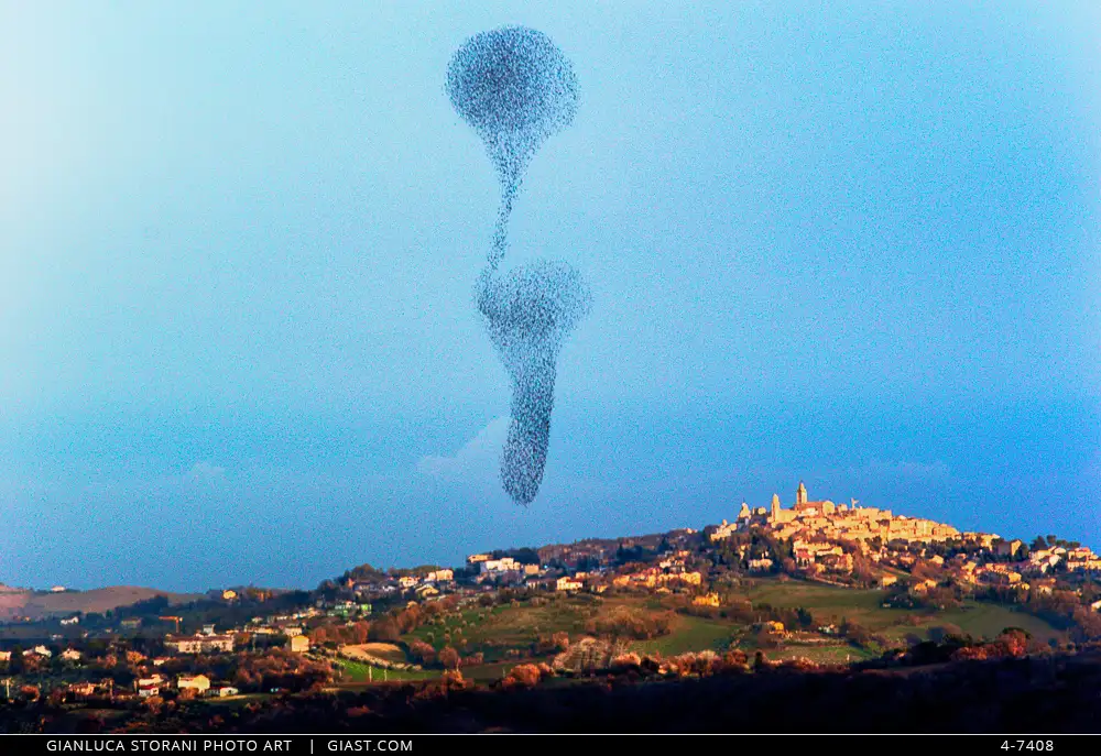 Stormo di uccelli disegna forma ipnotica in cielo