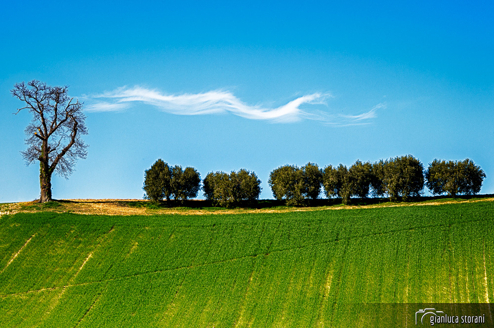 SoulTree - Gianluca Storani Photo Art (ID: 3-5594)