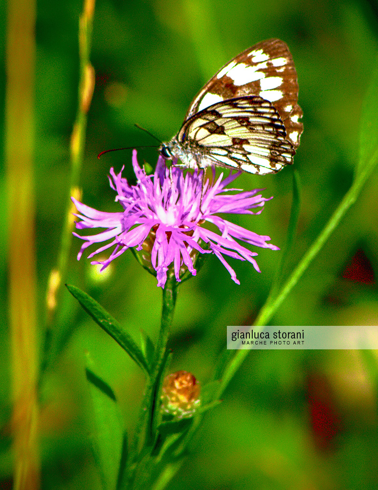 La farfalla effimera - Gianluca Storani Photo Art (ID: 5-2511)