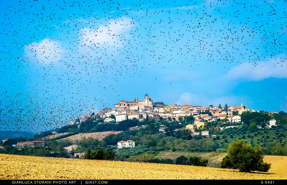 Uno stormo in volo davanti Civitanova Alta