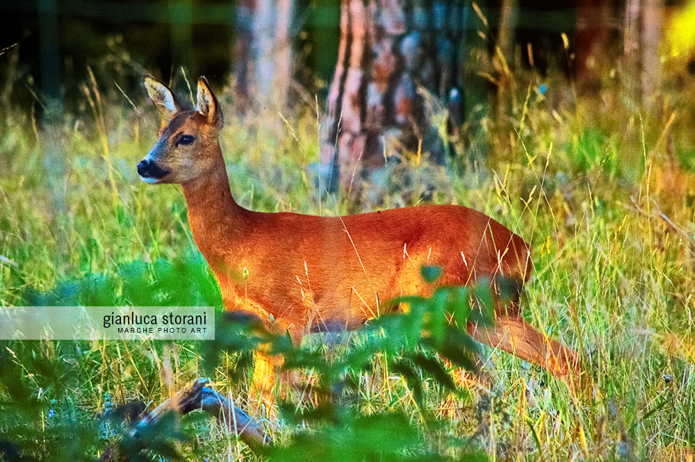 Un Bambi a sorpresa - Gianluca Storani Photo Art (ID: 5-2899)