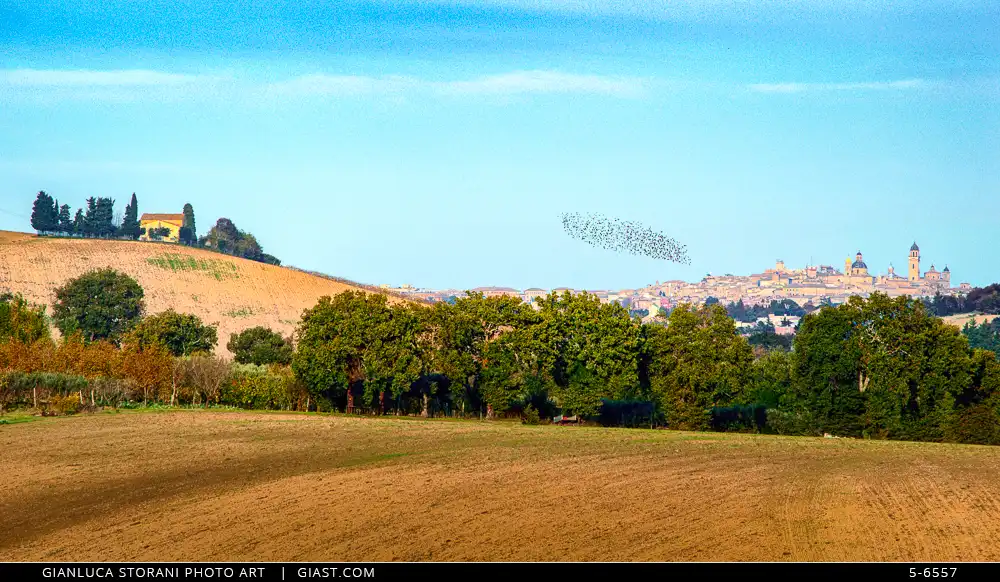 Le Marche di San Martino