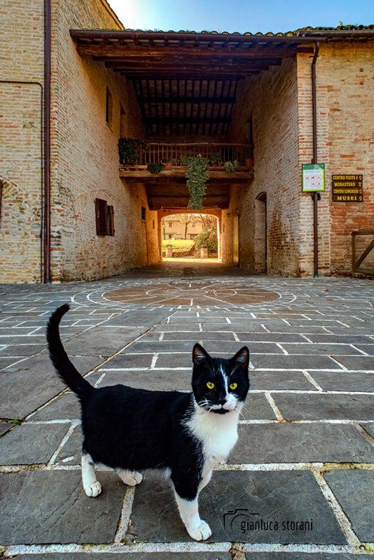 Il gattuccio bianco-nero dell’Abbadia di Fiastra