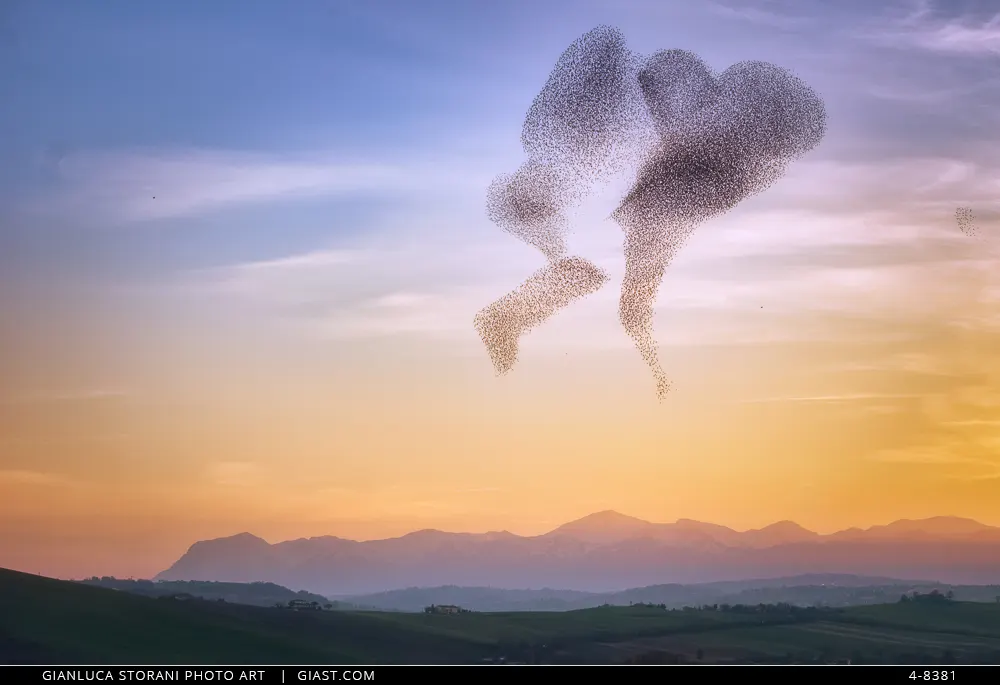 Due stormi formano una sagoma misteriosa