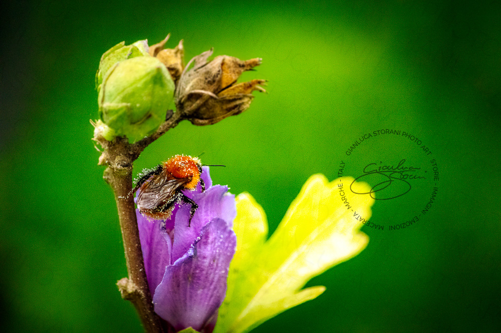 Una piccola ape coperta di polline