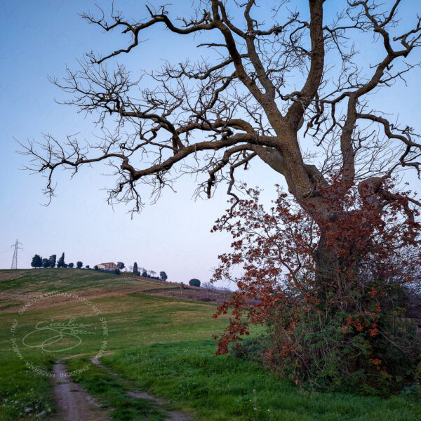 Un albero spoglio di campagna