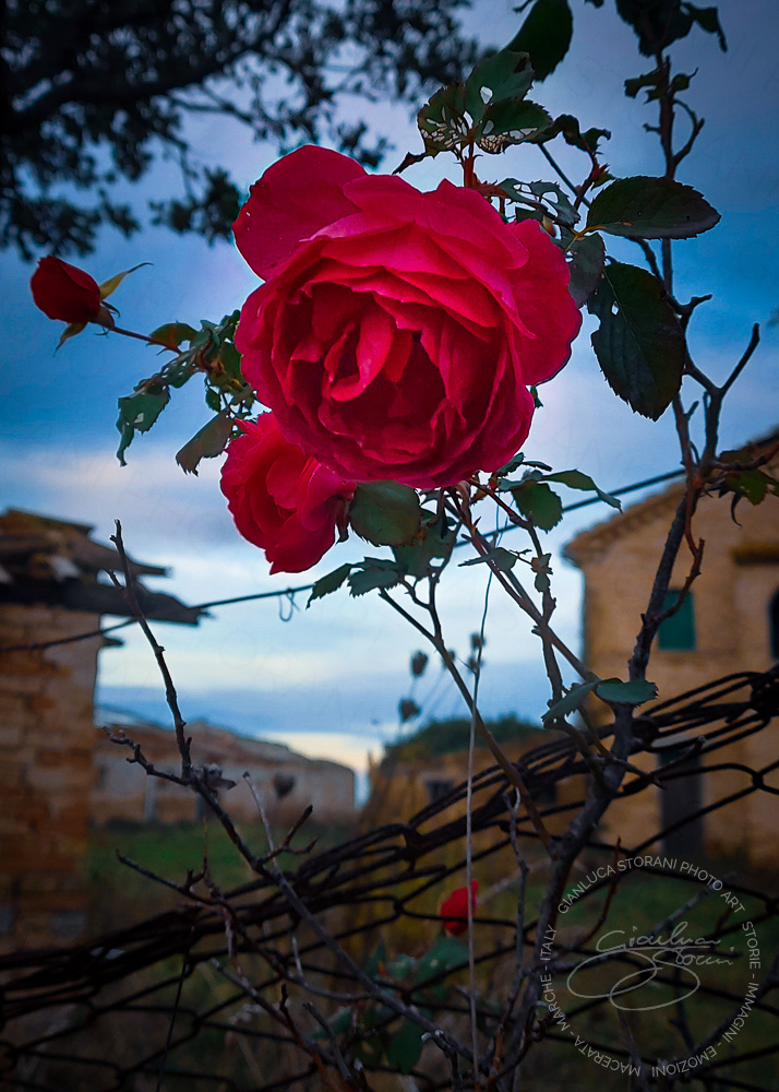Una rosa rosa fiorita in inverno