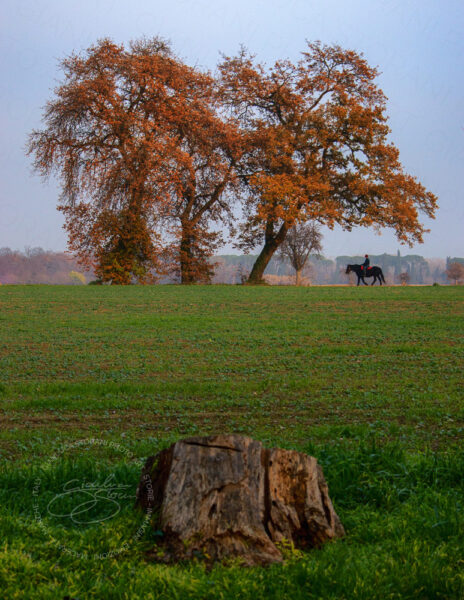 Un uomo a cavallo passeggia sotto un grande albero