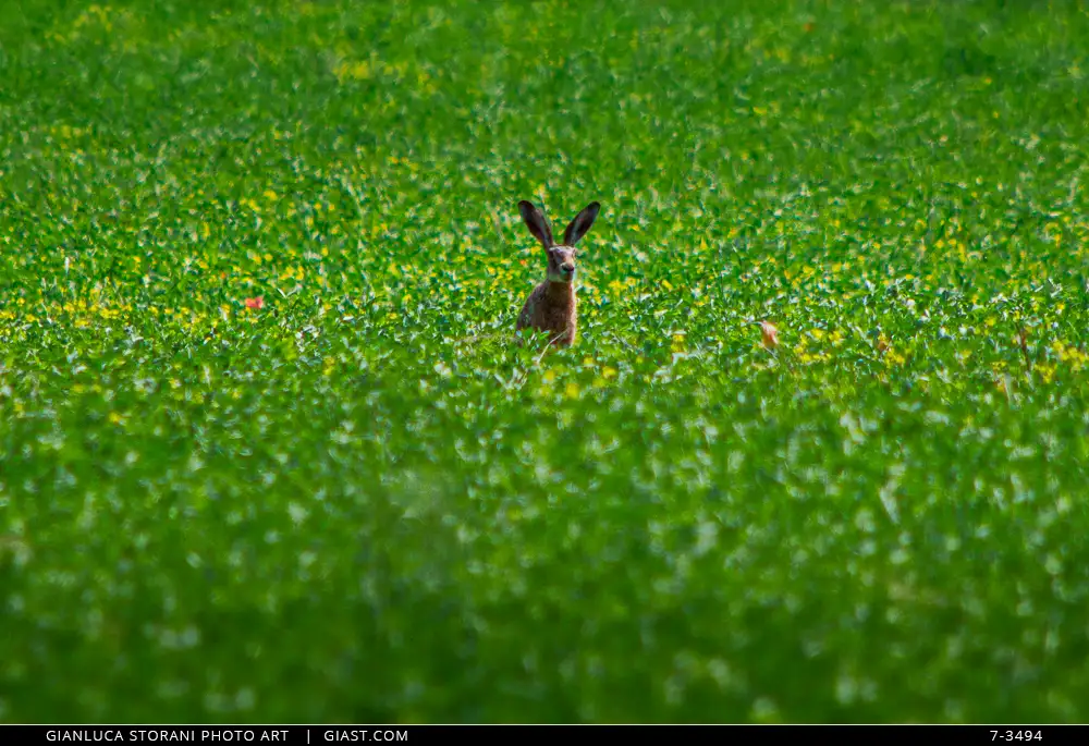 Un lepre nella vegetazione