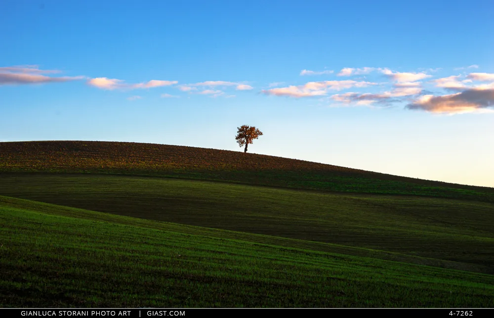 Una collina con albero solitario