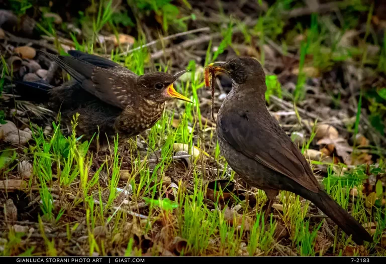Mamma uccello porta da mangiare al suo piccolo