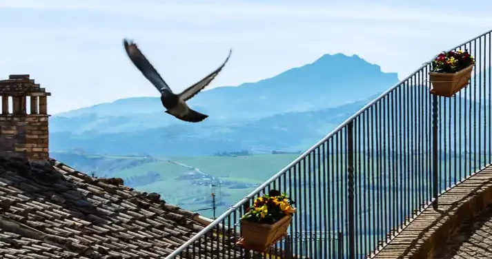 Un piccione in volo tra i tetti di Loro Piceno