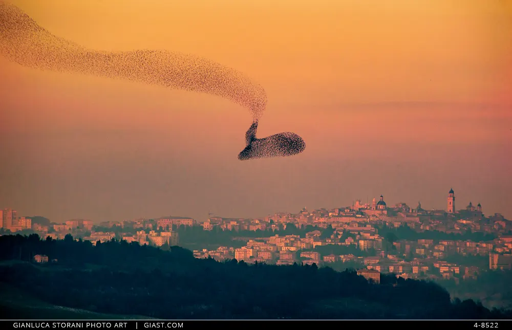 Un stormo di uccelli si staglia sul cielo rosso del tramonto sopra Macerata