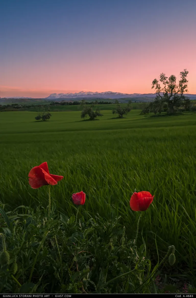 Un bel tramonto primaverile in campagna con tre papaveri in primo piano