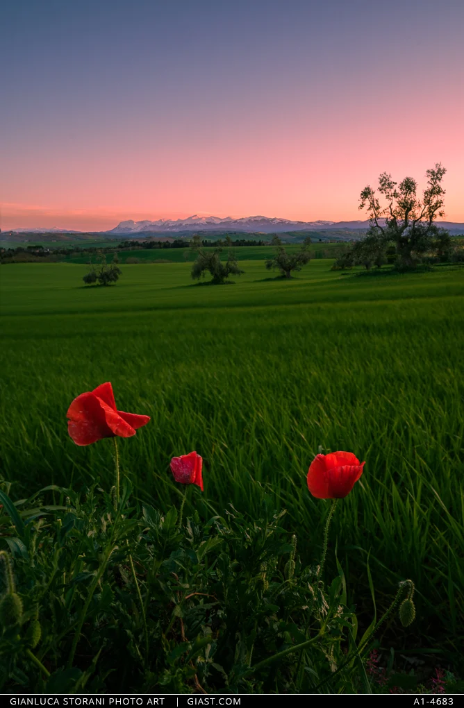 Un tramonto di Primavera nella campagna maceratese