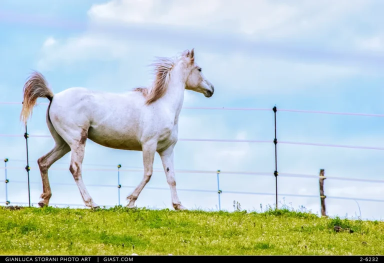 Un cavallo bianco nel ranch dell’Avenale di Cingoli