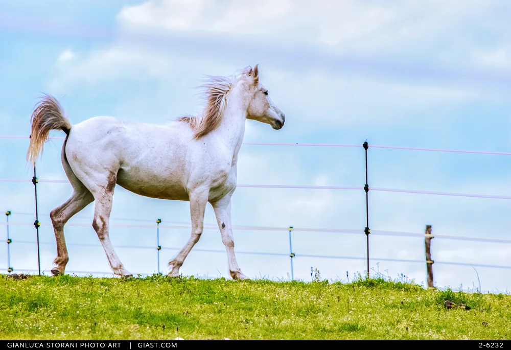Un cavallo bianco in un ranch